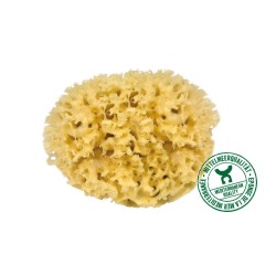 Natural Mediterranean sponge - 14cm